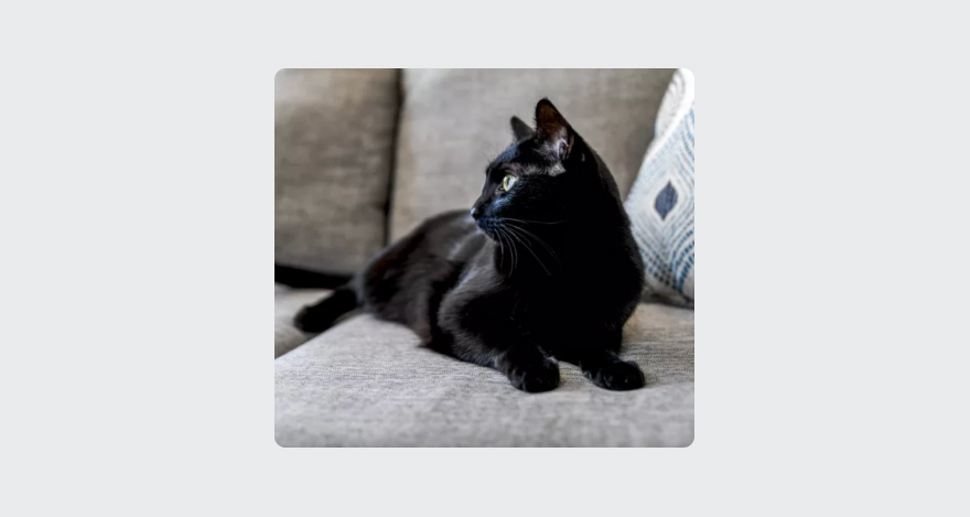 Black cat sitting on a couch.